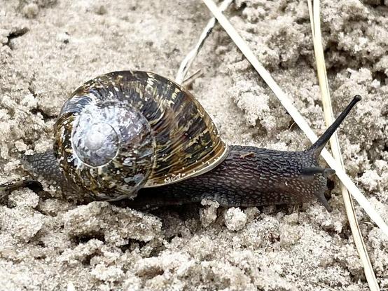 Ein Gehäuseschnecke kriecht über Sandboden.