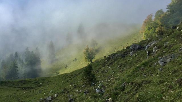 An einem Berghang stehen Bäume im Herbstlaub. Dunstschleier ziehen durch und verfangen sich. Der vordere Teil liegt im Schatten, dahinter kommt die Sonne durch.