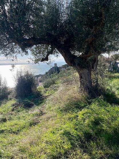 Ein alter Olivenbaum auf einer Wiese, im Hintergrund eine Festung an einem Hang, dahinter ein See. 